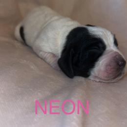 Girl 1 - Black and white female Basset Hound puppy in Letcher, Kentucky from Hackers Appalachian Basset Hounds