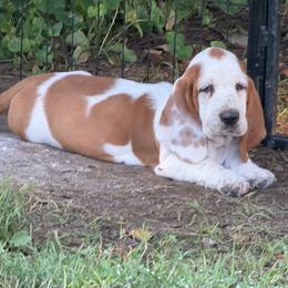 Blue Collar Male - Mahogany and white male Basset Hound puppy in Manchester, Tennessee from Middle TN Leopard Catahoulas and Middle TN Bassett Hounds