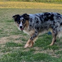 Australian Shepherds from HeartDriven Aussies