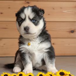 Sunflower - Black and white female Siberian Husky puppy in Sherwood, Oregon from Whiskey River Siberians