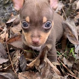 Catahoula Leopard Dog, Cocker Spaniel, Pomeranian, and Teddy Roosevelt Terrier Puppies from Rich Cat’s