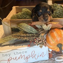 Toby - Black and tan male Dachshund puppy in Sulphur Springs, Texas from Waggin Beach Paradise Doxies