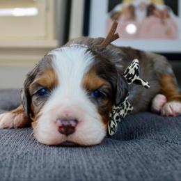 Boop - Merle female Bernedoodle puppy in Murray, Utah from Sun Valley Doodles