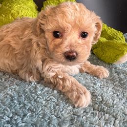 Yarrow - Apricot male Maltipoo puppy in Howard City, Michigan from Petite Joie Puppies