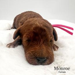 Monroe - Red  female Goldendoodle puppy in Sunman, Indiana from Brunsman Country Doodles LLC