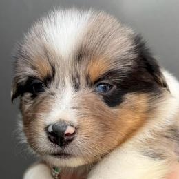 Josie - Blue merle female Australian Shepherd puppy in Stanford, Kentucky from Red Feather Aussies