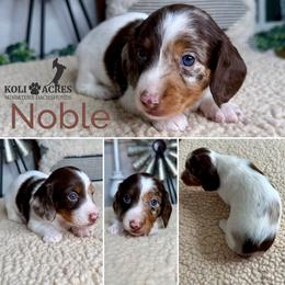 Noble - AKC - Silky - Chocolate and tan male Dachshund puppy in Kemp, Texas from Koli Acres