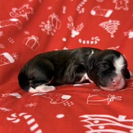 Allure - Fawn sable female Lowchen puppy in Kutztown, Pennsylvania from Rainfall Löwchen