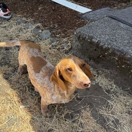 Sunnie - Piebald female Dachshund puppy in White City, Oregon from Lazaldes Legacy Dachshunds