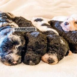 Goldendoodle, Old English Sheepdog, and Sheepadoodle Puppies from V6 Ranch Dogs