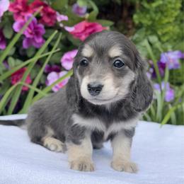 Shasta - Blue and cream female Dachshund puppy in Fayetteville, North Carolina from RRD