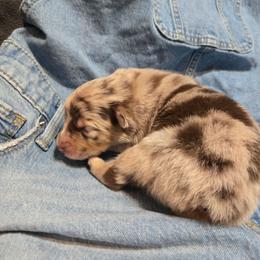 Camo Cargo - Red merle male Australian Shepherd puppy in Bumpass, Virginia from Glitterati Australian Shepherds