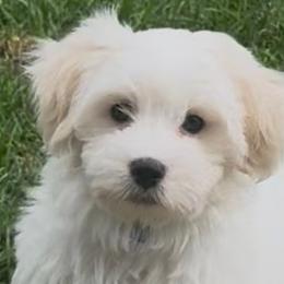 Cotons de Tulear from My Sweet Cotons