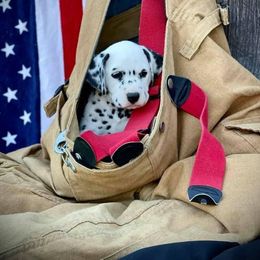 Dalmatian Puppies from HatTrick Dalmatians