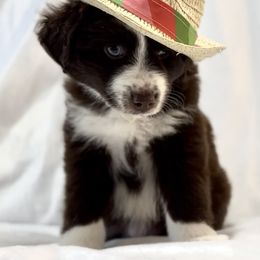 Miniature Australian Shepherd Puppies from Southern Charmers