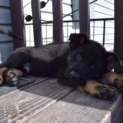 German Shepherd Puppies from BK German Shepherds