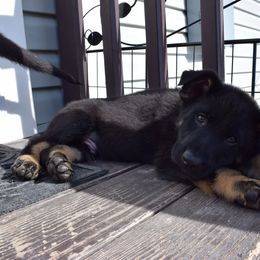 German Shepherd Puppies from BK German Shepherds
