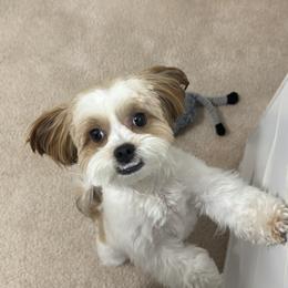 Poodles, Shih Tzus, Shorkies, Yorkipoos, and Yorkshire Terriers from YorkShih Pup & Co
