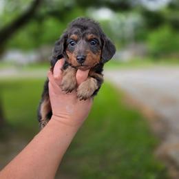 Simba - Gray (blue) and tan male Dachshund puppy in Indianapolis, Indiana from Homegrown Hoosier Kennels