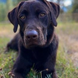 Bulldogs and Labrador Retrievers from Stout's Hunting Labs and trsbullies