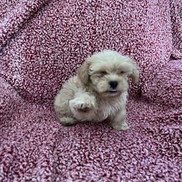 Shihpoo and Shih Tzu Puppies from Oodles of Poodles & Doodles