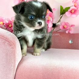 Megumi - Blue male Chihuahua puppy in Anderson, South Carolina from Lil Treasures Chihuahuas