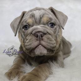 Bulldog Puppies from Pappy's Bullies