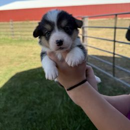 Piper - Black and tan female American Corgi puppy in Oxford, Iowa from Burns Corgis