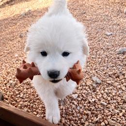 Pink Girl - White female Great Pyrenees puppy in Elfrida, Arizona from Outlaw Acres Farm & Kennels