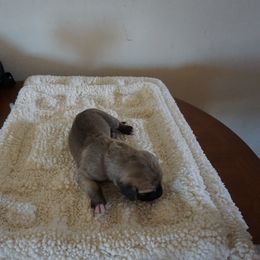 Great Dane Puppies from Taylor's Family