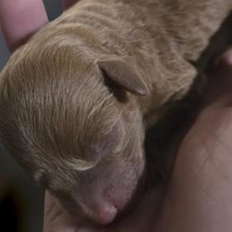 Sammy - Red  male Poodle puppy in Lucedale, Mississippi from Simply Poodle