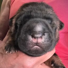 Bearcoat - Red fawn female Chinese Shar-Pei puppy in Oakwood, Ohio from CarPeiDiem Chinese Shar-Pei