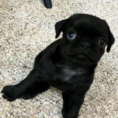 Pugs from Puggie
