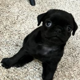 Pugs from Puggie