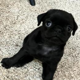 Pugs from Puggie