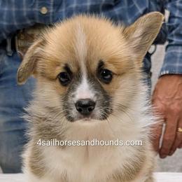 Ginger Red and white Female - Red female Pembroke Welsh Corgi puppy in Franklin, Indiana from 4 Sail Quarter Horses and Hounds