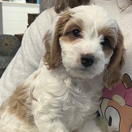 Twix - Cream male Cavapoo puppy in Pensacola, Florida from Pensacola Blue Cavapoos