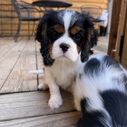 Girl 1 - Cavalier King Charles Spaniel puppy from Southern Valley Cavaliers