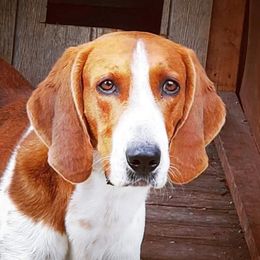 Cody - American Foxhound