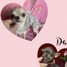 Glitter - Chihuahua