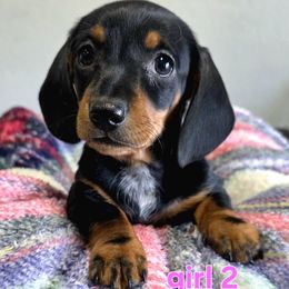 Patches - Black and tan female Dachshund puppy in Buckeye, Arizona from Sweetwater Dachshunds
