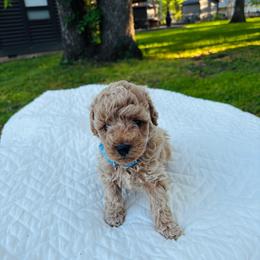 Myggsy - Cream male Goldendoodle puppy in Piedmont, Oklahoma from Perdue Puppies