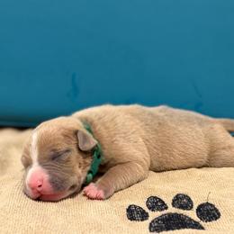 Green Collar Male - Fawn male American Pit Bull Terrier puppy in Pensacola, Florida from Alpha Alliance Kennels