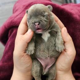 Seven - Blue fawn female French Bulldog puppy in Overland Park, Kansas from Simply Kind Frenchies