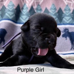 Purple Girl - Black female Labrador Retriever puppy in Lincoln, Nebraska from Labrador Retriever Breedings
