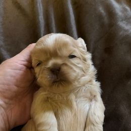 Girl 2 - Cream and white female Shih Tzu puppy in Birch River, West Virginia from Karen's Shih Tzus