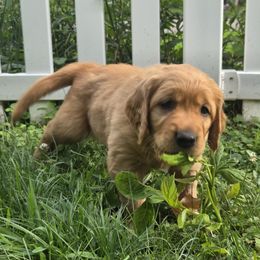 Golden Retriever Puppies from City Goldens
