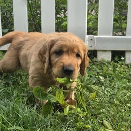 Golden Retriever Puppies from City Goldens