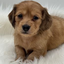 Tucker - Red male Dachshund puppy in Sumrall, Mississippi from Huckleberry Tails