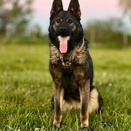 Sen - German Shepherd